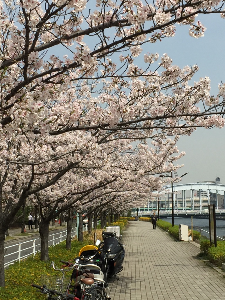 無料素材集　桜