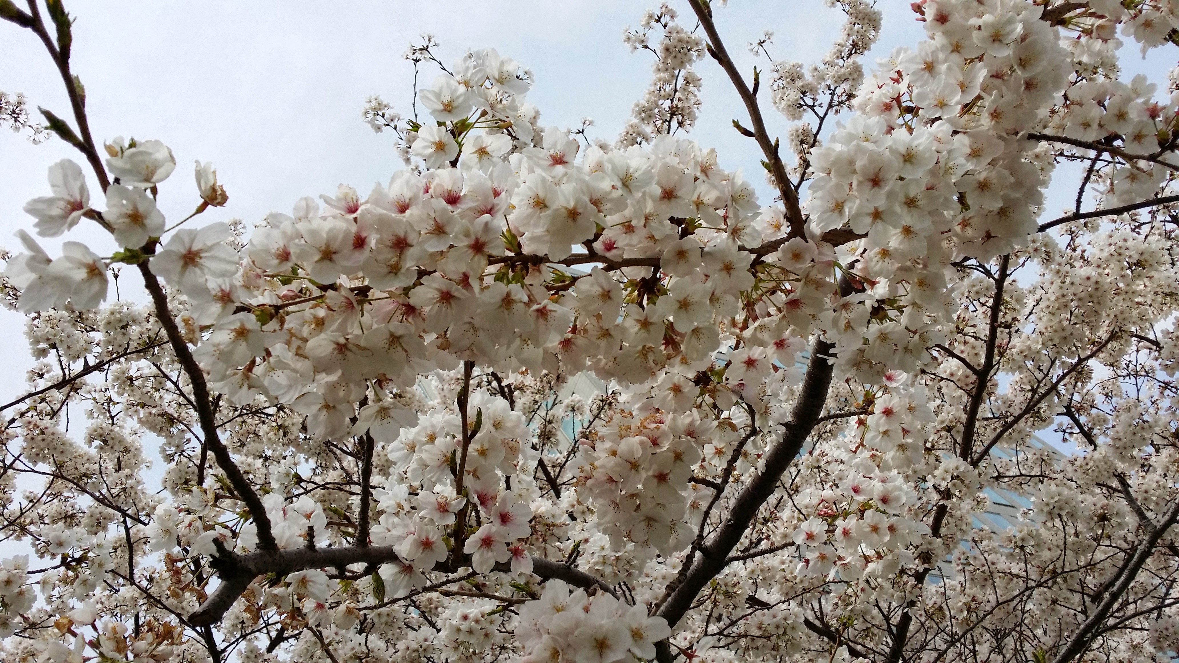 無料素材集　桜（その２）